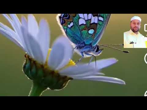 Beautiful flower 🌹🌺 #Zarooririshta #flower #beautiful #bayan #nature 