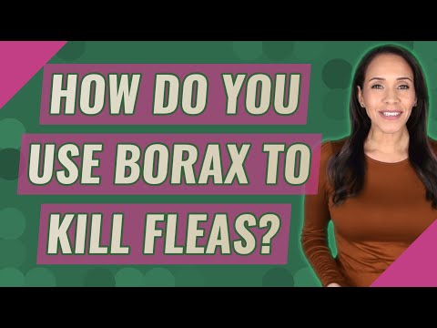 How do you use borax to kill fleas?