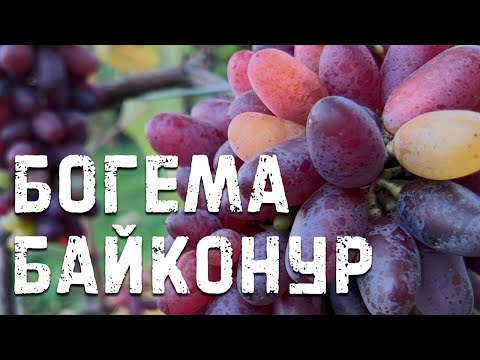 Виноград Байконур и Богема в Беларуси (08.10.22)