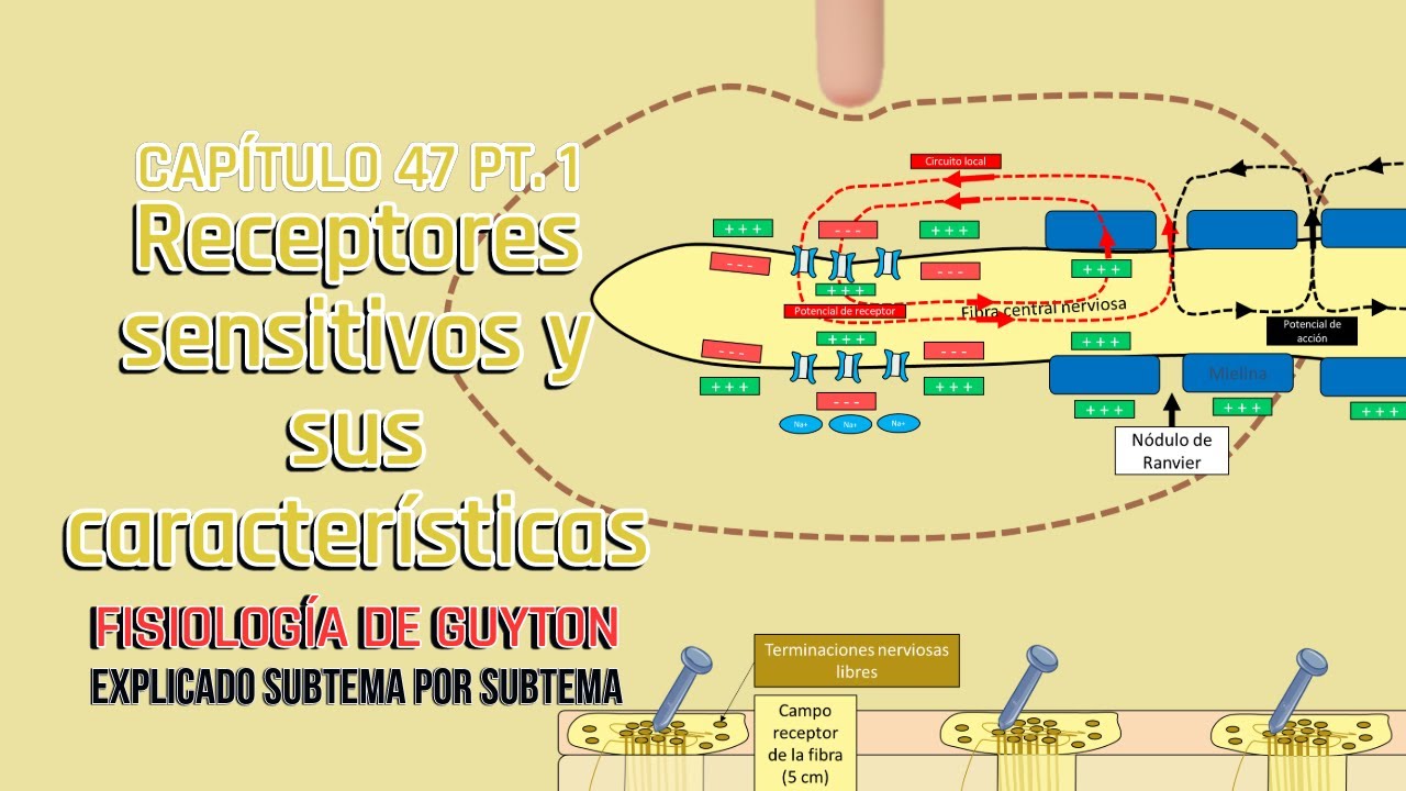 CAP 47 1/3: Receptores sensitivos y sus características l Fisiología de Guyton