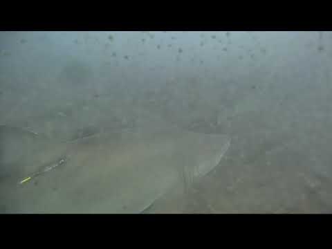 sand tiger shark tagged Carcharias taurus 2021 03 27 1730EDT Pilotfish ejb