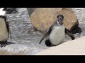 The Penguin With the Funky Shoe (jedovata zmija) - Známka: 2, váha: střední