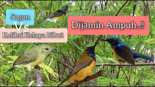 Download lagu Suara Pikat Sogon Ampuh Vs Kolibri Kelapa Ribut mp3