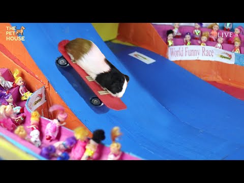 Guinea Pig Olympics and funny dogs | funny animal videos