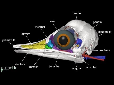Visible Interactive Ostrich - labelled head & skull anatomy