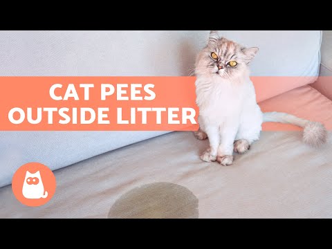 My CAT PEES EVERYWHERE 🐱💧 (Why and What to Do)