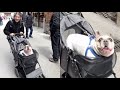 Dog In Stroller Screaming Like A Baby In Public
