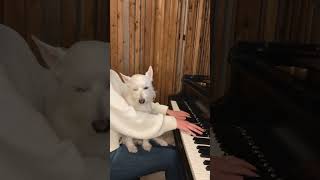 What the World Needs Now (Is  Love) ❤️ #burtbacharach #dionnewarwick #piano #relaxingmusic #dogs