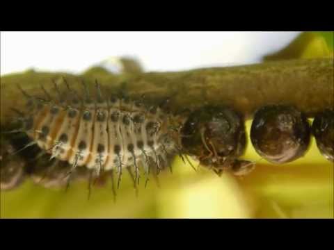 園芸 アリ、コナカイガラムシ、アブラムシ、てんとう虫