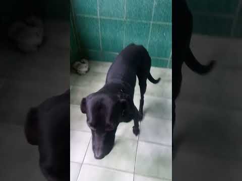 Vídeo de Jamal
