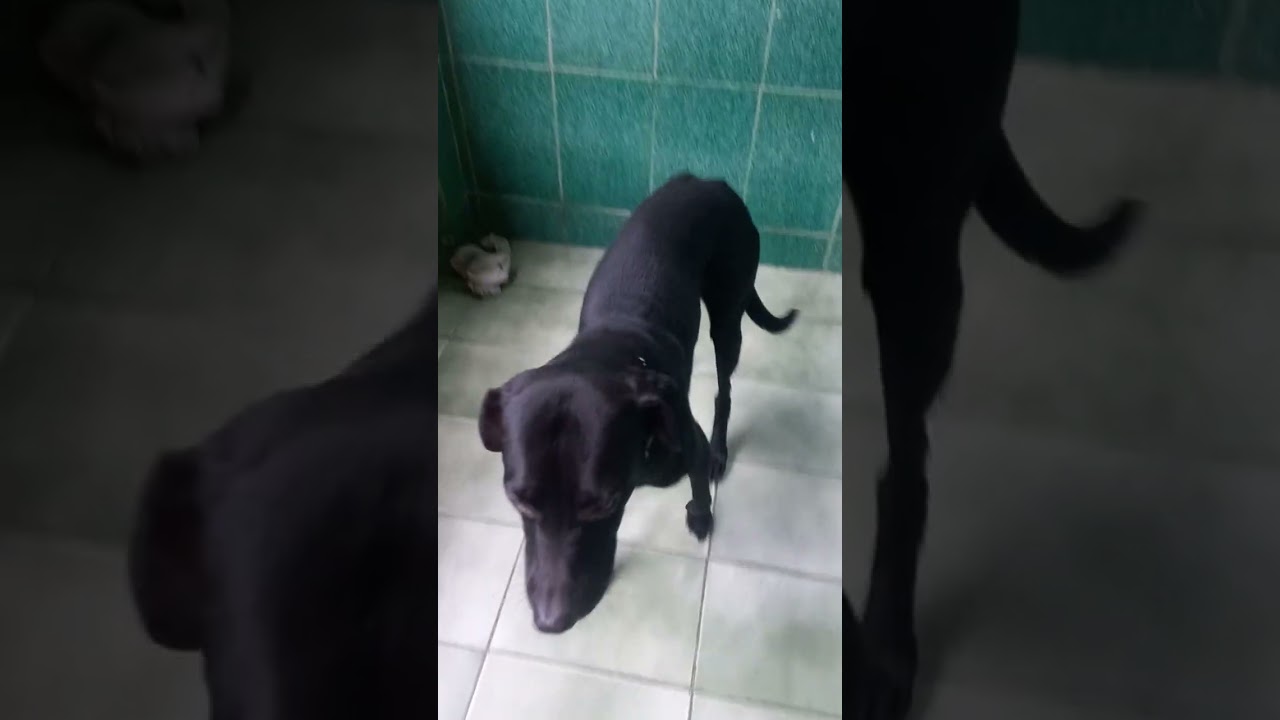 Cachorro raça SRD-ViraLata idade 2 a 6 meses nome Jamal