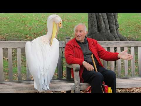 When Animals and Humans Are Truly Meant to Be Together 😂 Funny Animal Videos 2026