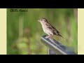 Chittu Kururvi Real Sound