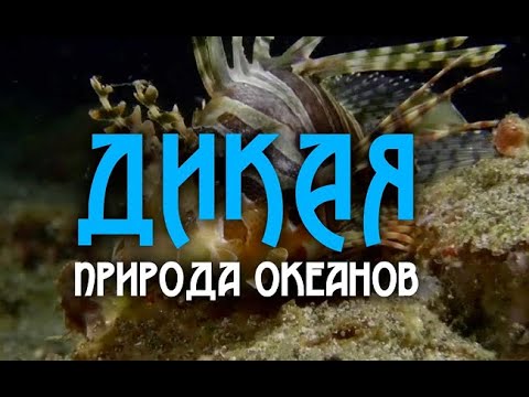 Дикая природа океанов 1 часть  Wildlife of the oceans 1 part