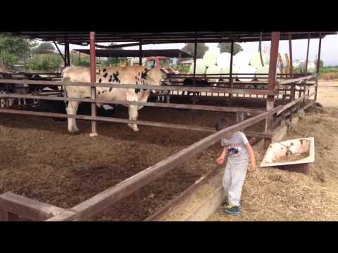 , title : 'Αγελάδες σε φάρμα στην Αργολίδα'