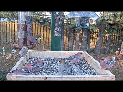 Pine Grosbeaks Snack On Sunflower Seeds On Crisp Fall Morning | Nov. 4, 2025
