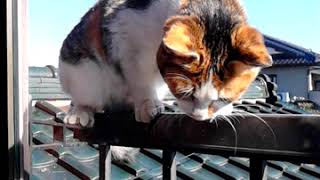 猫です。2階まできました。