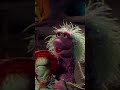 1993: Jim Henson's wacky paradise comes to life in Fraggle Rock. #shorts