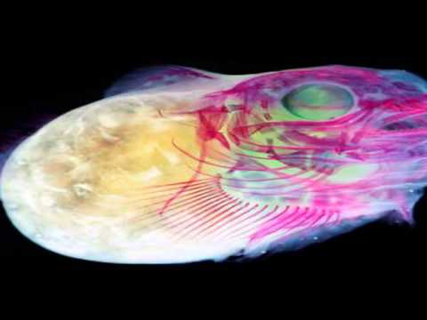 FoXXor DJ SET , PsY iT At The Raverside DJ SET