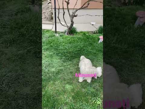 Micuții frumoși 🐶