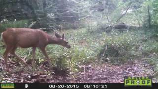 Are you afraid/Gravitational constant (Type O Negative cover)