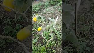 Download lagu Mag dilig Oli ako sa green huose gulayan sa paaralan ♥️ mp3