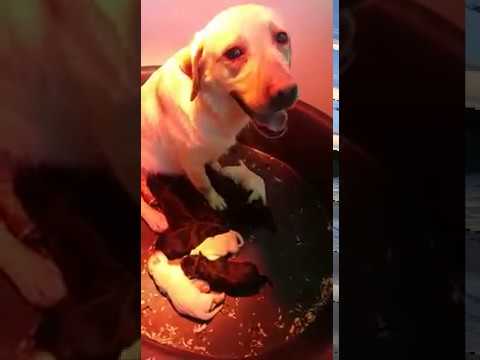 10 chiots labradors retriever LOF