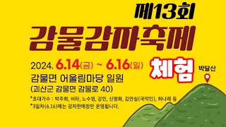 괴산 감물 감자 축제 감자체험장 감자 캐보기 감자특별시감물