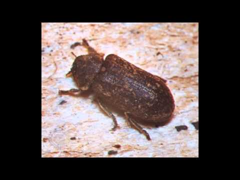 MiC RipZ Feat Pruven & Buttas One - Death Watch Beetle