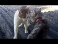 The Most Insane Cat Fights Of 2024 Cat Fight Compilation