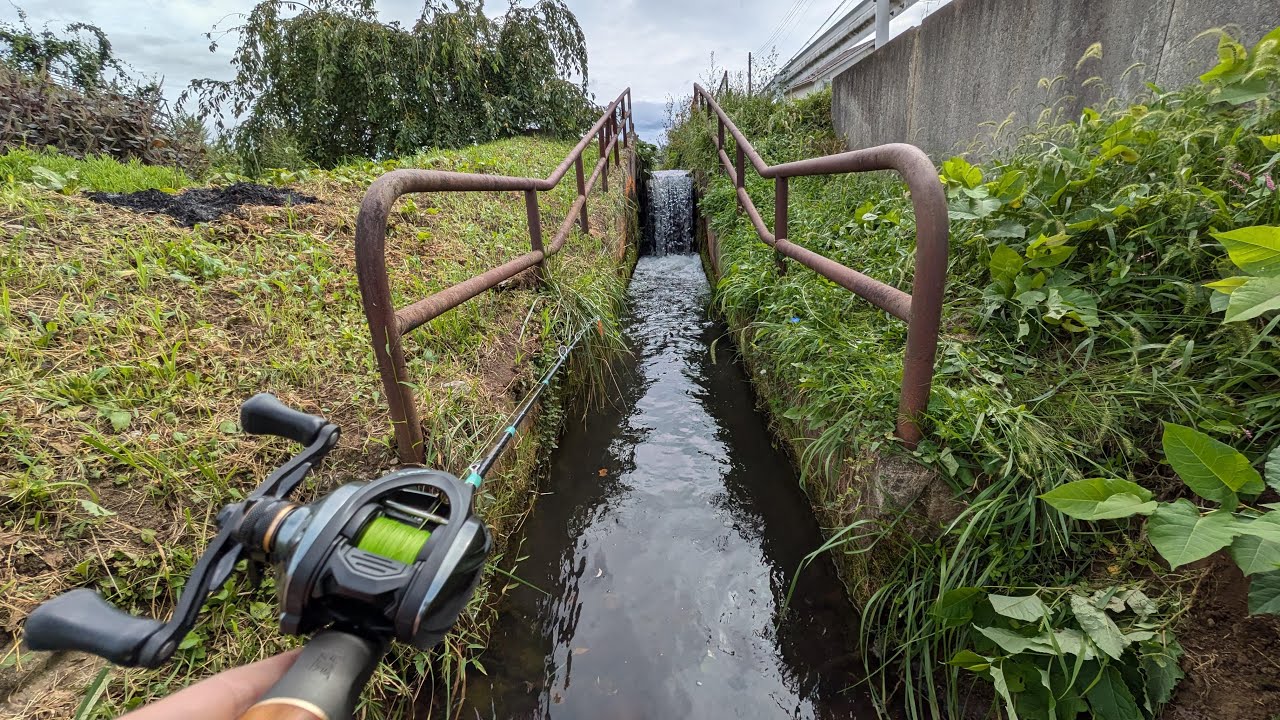 住宅街の身近な用水路にはぬしがいる！！！