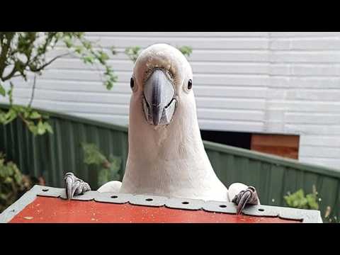 Get a Cockatoo They Said, It Will Be Fun! 🤣 Funny Parrot Videos
