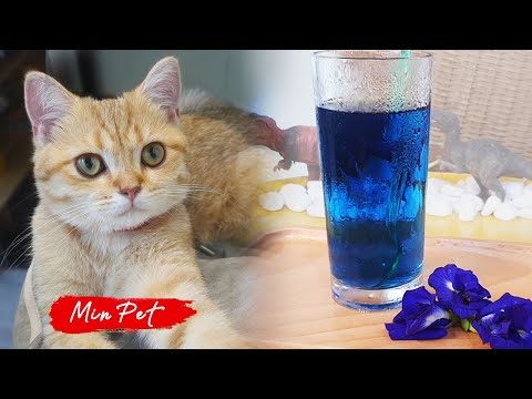Cats Make Food 2022| Butterfly Pea Flower (Blue Tea) from plants growing in the garden| Min Pet