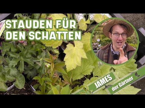 Diese Pflanzen gedeihen im Schatten | James der Gärtner
