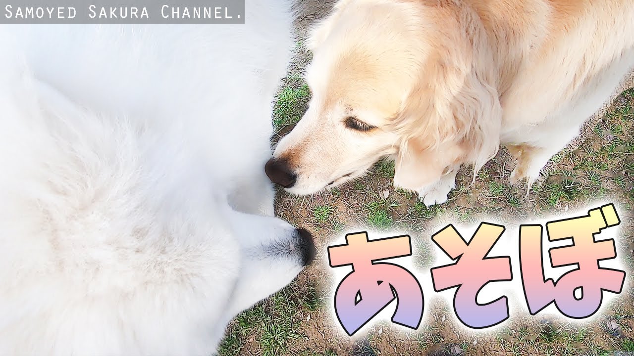 ゴールデンレトリバーと会話するサモエドさくら