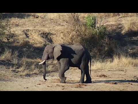 Djuma: Lone Elephant bull - 16:02 - 08/02/20