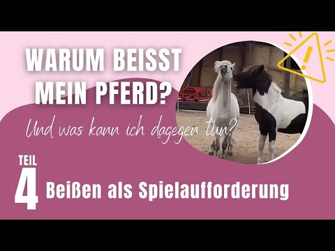 Was kann ich tun, wenn mein Pferd schnappt oder beißt? – Teil 4/9