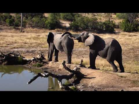 Djuma: Breeding herd of Elephants - 14:30 - 06/16/18
