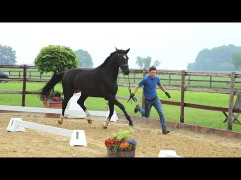 Wallach von Don Martillo x Dancier