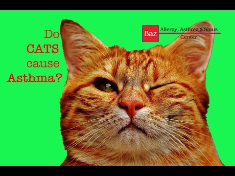 Do Cats Cause Asthma?