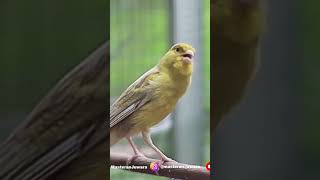 Download lagu Kenari Isian Lovebird Ngekek #short #kenarigacor mp3