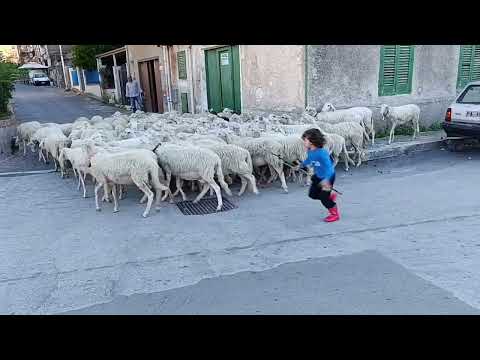 TRANSUMANZA DI PECORE E CAPRE IL PASTORELLO EMANUELE CON PAPÀ NINO PER LE VIE DI UN PAESE IN SICILIA