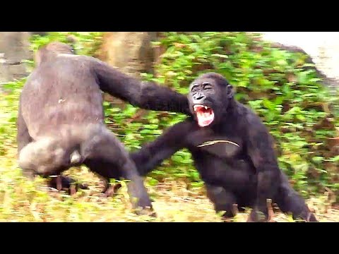 Ringo’s Wrestling Skills Level Up! 😆林戈摔角技術提升！