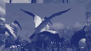 Las Nubes – “Pesada”