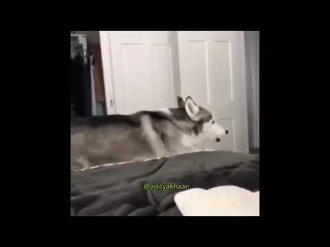 The Singing dog | himesh reshamiya's fan | funny