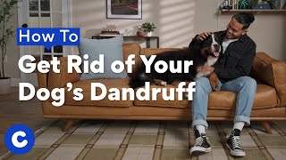 How to Get Rid of Your Dog