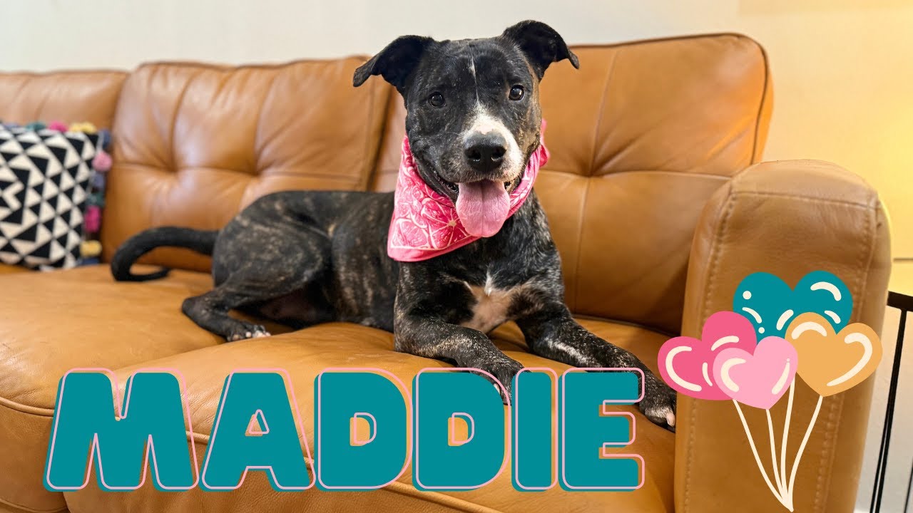 Enlarge Maddie the Love Magnet, a Adoptable mixed breed in Friendswood, TX video 6/6