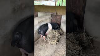 Colocando cama para a porca parir seus filhotes !!