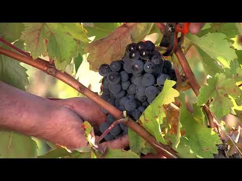 Meet the Producers: Marqués de Riscal Rioja Reserva, Majestic Festival 2021