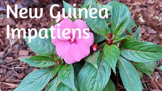 Planting New Guinea Impatiens🌸🌺 "Annual"
